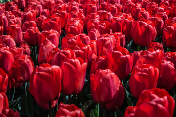 Obraz premium Tulip in the field