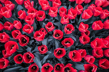 Tulip in the field