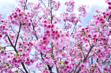 寒緋桜