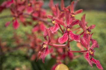 Fototapeta na wymiar red orchid flowers
