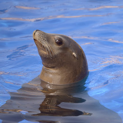 Obraz premium Profile portrait California sea lion (Zalophus california) in blue water
