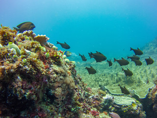 Fototapeta na wymiar batfish indian ocean