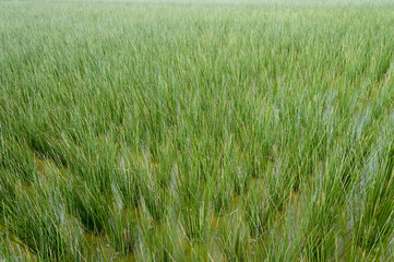 ビーグ（イ草）畑