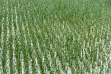 ビーグ（イ草）畑