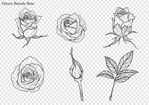 Rose vector set by hand drawing.Beautiful flower on white background.Rose art highly detailed in line art style.Cherry brandy rose for paint book.