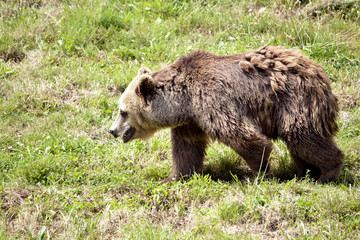 Brown bear (Ursus arctos) seen from profile walking on grass