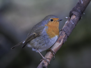 Fototapeta premium European robin (Erithacus rubecula)