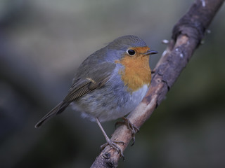European robin (Erithacus rubecula)