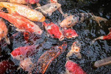 Obraz na płótnie Canvas Colorful fancy carp fish or koi fish are swimming. Koi Fish swimming in the pond. Water is clear black and reflection of light. Top view with copy space.