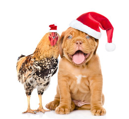 cock and puppy  in red santa hats- symbols of the Chinese New Year 2017 and 2018. Isolated on white background