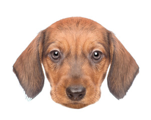 dachshund pup's head. isolated on white background