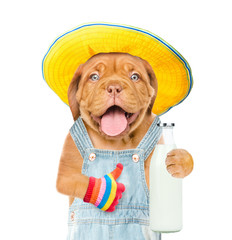 Funny puppy farmer with bottle of milk showing thumbs up. isolated on white background