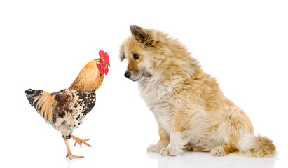 Cock and puppy  - symbols of the Chinese New Year 2017 and 2018 looking at each other. Isolated on white background