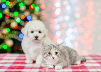 bichon frise puppy and cat sitting  on a background of the Christmas tree