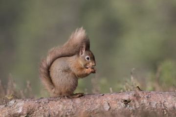 Naklejka na ściany i meble Red squirrel, Sciurus Vulgaris, sitting and walking along pine branch near heather in the forests of cairngorms national, scotland