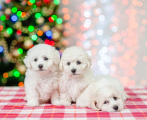 Group of a bichon frise pupies on a background of the Christmas tree