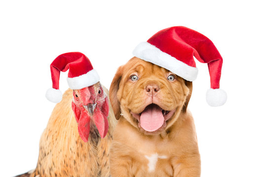 Close up cock and puppy  in red santa hats- symbols of the Chinese New Year 2017 and 2018. Isolated on white background
