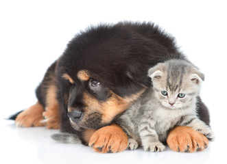 Sad puppy of a Tibetan mastiff hugs a little tabby kitten. isolated on white background