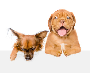 Two puppies above white banner.  isolated on white background. Space for text