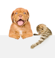 Cat and Dog above white banner.  isolated on white background. Space for text
