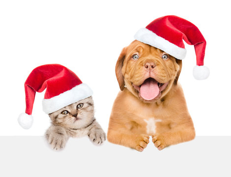 Cat and dog with red christmas hats peeking above empty white board. isolated on white background. Space for text
