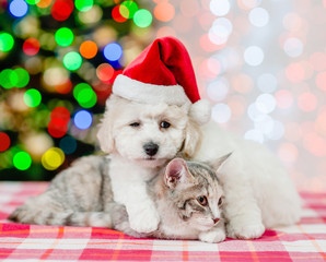 bichon frise dog in red santa hat embracing a cat on a background of the Christmas tree
