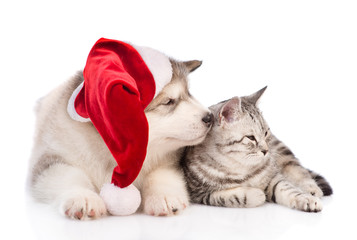 puppy in red  christmas hat lying with tabby cat ad lookig away.  isolated on white background