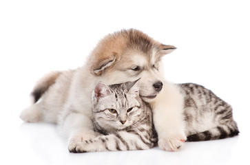 Alaskan malamute puppy hugging a cat.  isolated on white background