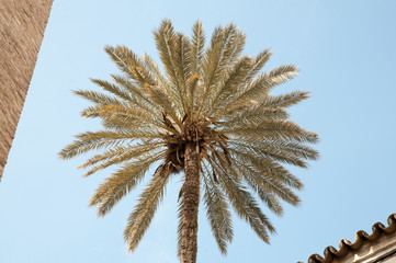 Palm trees in Seville