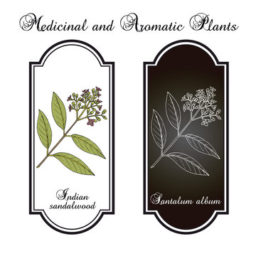 Indian Sandalwood Santalum Album Medicinal Plant Stock Vector Adobe Stock Indian Sandalwood Santalum Album Medicinal Plant Stock Vector Adobe Stock