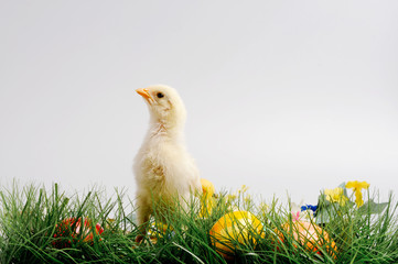 Easter eggs and chickens on green grass on white isolated background