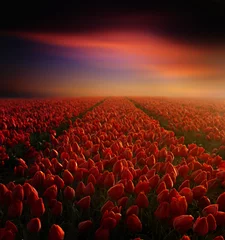 Poster de jardin Tulipe tulip field with sky
