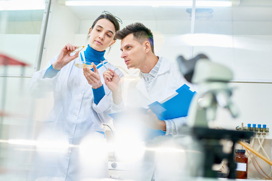 Group Of Hard-working Scientists Gathered Together In Modern Laboratory And Studying Sample Of Genetically Modified Maize