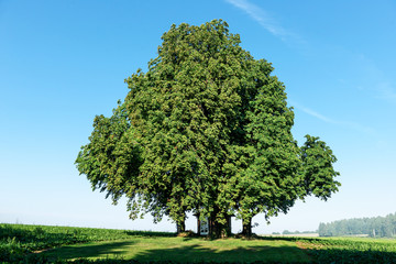 Fototapeta na wymiar Huge chestnut tree on meadow under Blue Sky