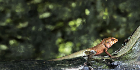 Oriental garden lizard or Calotes versicolor on the wood in tropical forest asia, reptile animals.