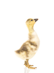 Cute little gosling