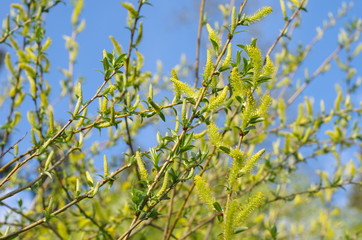 Obraz premium Flowering willow (lat.Salix) on blue sky background