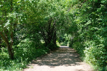 Summer landscape with a shaded path