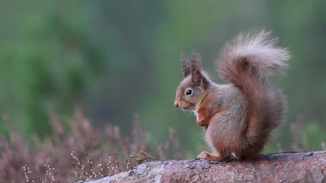 Red squirrel, Sciurus Vulgaris, sitting and walking along pine branch near heather in the forests of cairngorms national, scotland