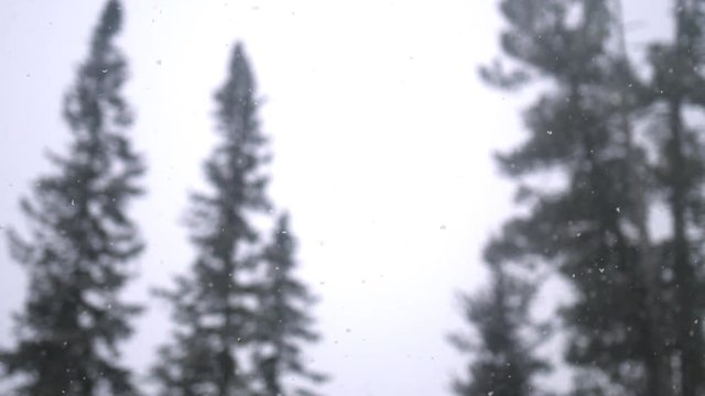 Heavy Snowfall in the pine winter forest. Fabulous winter blurred forest and the sky background. 3840x2160