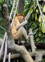 Обезьяна носач (Proboscis Monkey)