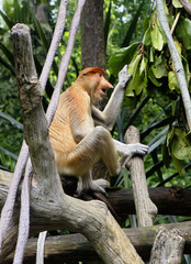 Обезьяна носач (Proboscis Monkey)
