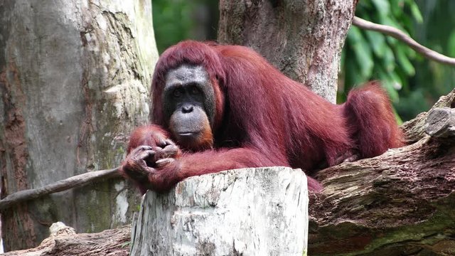 Female orangutan sits on the tree trunk and looks around