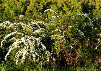 Bush with white flowers.