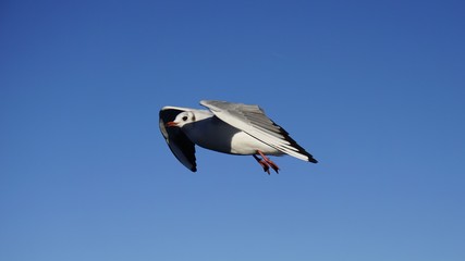 Möwe fliegend vor azurbaluem Himmel