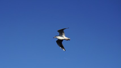 Möwe fliegend vor azurbaluem Himmel