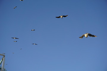 Möwe fliegend vor azurbaluem Himmel