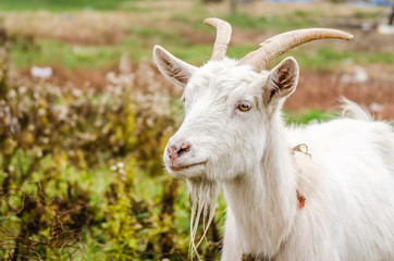 White goat on a green pasture on the grass