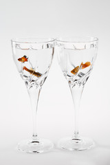 Festive glasses with floating live fish on white background.