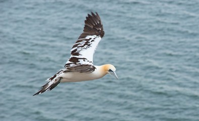 Juveniler Basstölpel (Morus bassanus oder Sula bassana) im Anflug auf die Klippen von Helgoland, Lummenfelsen, Schleswig-Holstein, Deutschland, Europa 